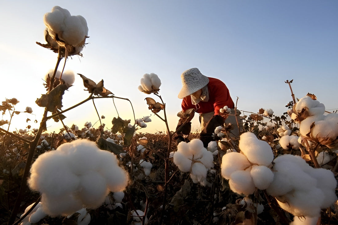 Agolde & Nachhaltigkeit: Regenerative Cotton Program